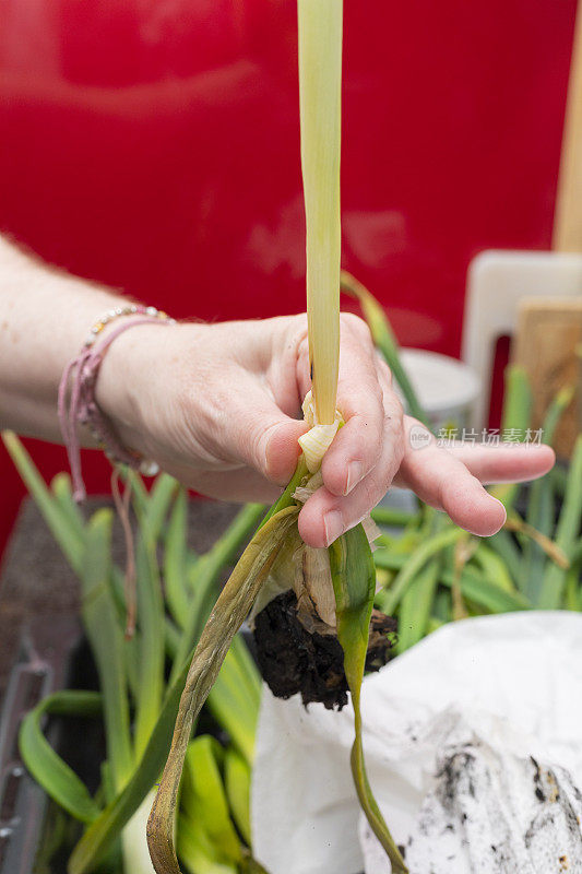 剥长洋葱准备在烟囱里烤，加泰罗尼亚的传统- Calçots